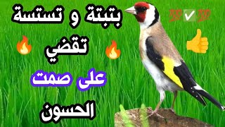 🔥 #بتبتة #حسون مع تستسة جنونية و نداء أنثى جاهزة🔥 لجعل الحسون يرقص من التغريد🔥 @birdsounds-x