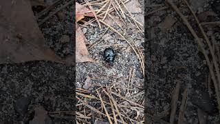 Dor 🪲 #Beetle Species of Earth Boring Dung 🪲 #Beetles 4k Wild Nature Animals Life \u0026 #Insects World