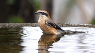 権現山バードサンクチュアリのモズ（雄）の水浴び　その６（4K60P動画）