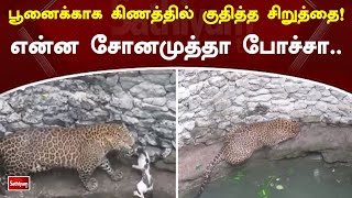 பூனைக்காக கிணத்தில் குதித்த சிறுத்தை ! என்ன சோனமுத்தா போச்சா | Cat | Sathiyam Tv news