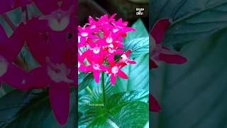 രാവുണർന്നല്ലോ എൻ മോഹമുദിച്ചല്ലോ 🕺🥳/ Flowers / pookal/ garden /gardening /greenery /kerala /tourism