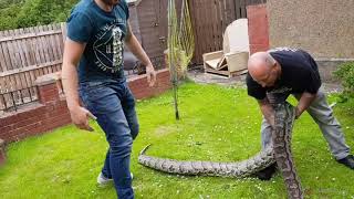 Monster African rock python attack !