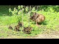 entenküken im tiergarten schönbrunn