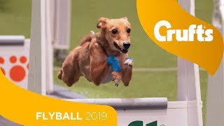 Closest Flyball Final Ever! Aces vs Focus | Crufts 2019