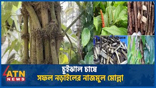 চুইঝাল চাষে সফল নড়াইলের নাজমুল মোল্লা | Narail | Chui Jhal | Metal | ATN News