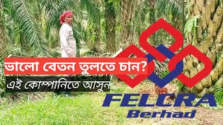 FELCRA  BERHAD প্লান্টেশন কোম্পানি কেমণ? কি কাজ বেতন কেমন বিস্তারিত