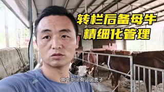 湖南养牛场，对基础母牛扩群提质，转栏13头后备母牛精细化管理