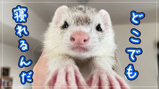 【ferret】I'm worried because my sleeping phase is so great.