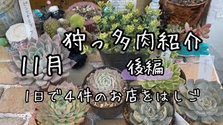 11月の狩っ多肉を紹介します。後編は1日に４件梯子しました！笑