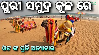 ପୁରୀ ସମୁଦ୍ର କୂଳ ରେ ଓଟ ଙ୍କ ପ୍ରତି ଅତ୍ୟାଚାର ? 😭😭😭😭 //Samudrakula || puri Jagannath temple \\\\