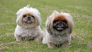 Pekingese House Training Tips - **FREE MINI-COURSE***
