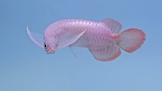 ปลามังกรแดง 10 นิ้ว (PT AROWANA)