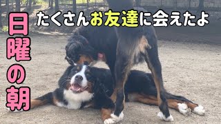 【多頭飼いの日常】日曜日の朝はたくさんのお友達と楽しく遊ぶことから始まった！【Bernese Mountain Dog】【Chihuahua】