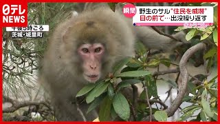 “威嚇”の瞬間に遭遇…野生のサルが住宅街に出没繰り返す　茨城・城里町（2021年3月12日放送「news every.」より）