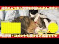 プロレスするようになってきた子猫 s：おつたま7日目