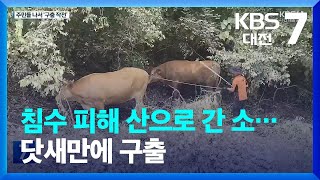 침수 피해 산으로 간 소…닷새만에 구출 / KBS  2023.07.20.