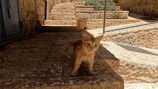 【イスラエル/エルサレム】ライオンズ門からダマスカス門までの旧市街地散歩動画 2023年7月 #travel