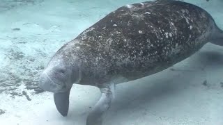 Florida Manatee Deaths What Can Be Done