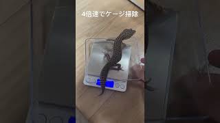 レオパードゲッコーのケージ掃除　よるver. #animal #reptile #lizard #pet #petlizard #petanimals #petreptiles