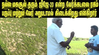 வறட்சி மற்றும் மழையிலும்  தாங்கி வளரும் ஜிஜே-20 ரகம்