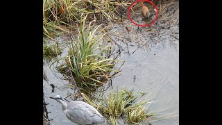 勅使池で採餌中のアオサギとイタチ / feeding gray heron and weasel