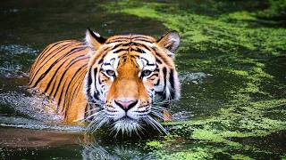 The Survival Battle of Bengal Tigers in the Sundarbans Forest