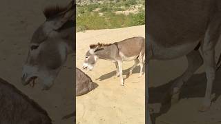 Donkeys of Desert #trending #donkeys #ytstudio