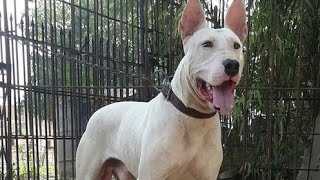 pure Kohati Gultair or Famous Bully Kutta 🐕 farm House 🏠 | Peshawar Dogs Market | Pk Animals