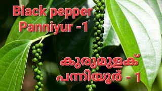 കുരുമുളക് l പന്നിയൂർ - 1| Black pepper | Panniyur - 1 | V green 2022