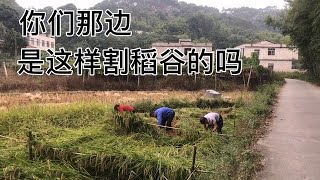 广西农村用这种打谷机，一天能打2000多斤，真是省力又实用【探海老表】