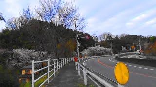 阪奈道路 竜間の桜と 龍間山　2020-3-31