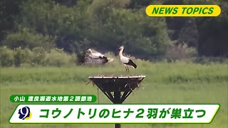 コウノトリのヒナ「希羽」・「つなぐ」が巣立つ　渡良瀬遊水地