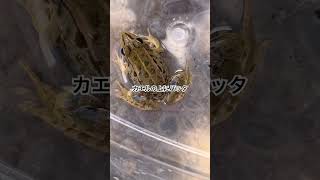 カエル捕まえたよ🐸 #カエル #トノサマガエル #バッタ #生き物