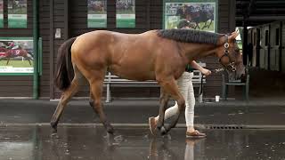 KARAKA 2023 - LOT 586 - FASTNET ROCK x TEST THE WORLD, BAY FILLY $1,000,000