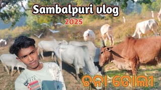 @ଆସ ବୁଲିଯିମା ଚନା ଡୋଲୀ 🤗 Sambalpuri vlog video !!Ranjan vlog desi video 24 January 2025