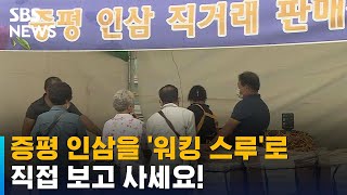 '워킹 스루'로 만나는 증평 인삼…생산자-소비자 '윈윈' / SBS