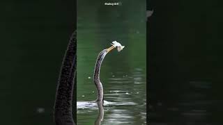 Snakebird also called as darter with its prey  #birds #nature #wildlife #wildlifephotography