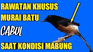 perawatan khusus murai batu cabut bulu saat kondisi mabung