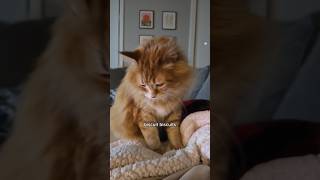 He's a little behind on the orders 😅 #catvideos #cat #cutecat #cute #animal #pets #funnycats #cats