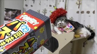 爆笑☆これぞ豆まきバズーカーの威力！飛んでくる豆に翻弄する猫のリキちゃん\u0026仲間たち【リキちゃんねる　猫動画】Cat video　キジトラ猫との暮らし