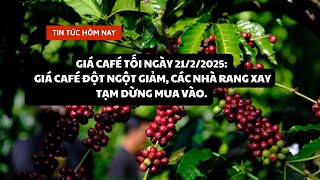 Giá Café tối ngày 21/2/2025: Giá Café đột ngột giảm, các nhà rang xay tạm dừng mua vào.