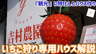 「いちご栽培 いちご農家」吉村農園のいちご狩りハウスを解説！なぜ多品種を入れているのか？