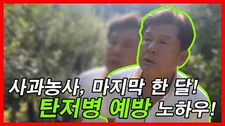 사과농사 마지막 한 달 탄저병 예방 노하우