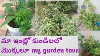 మా ఇంట్లో కుండీలలో మొక్కలు my gaden tour#gurden #plants #planting #gardening@avulaankitha5621