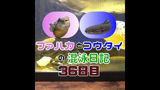 ファハカとコウタイの混泳日記　36日目