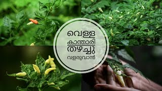 വെള്ള കാന്താരി പരിചരണം || kandari mulak krishi || Birds eye chilli || In malayalam || plant partner