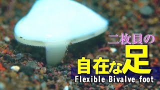 【 二枚貝の足 】貝は引きこもらない　Flexible Bivalve foot