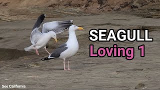 Seagull Loving 1 - Look at Two Seagulls Attraction!