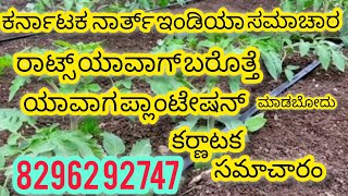 karnataka tomota plantation upcoming days tomota rates details north india plantation