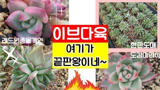 (5월6일) 금다육의 끝판왕!! 레드원종몰게인/도감생얼/마리아한판/꽃눈/콩 여기다모였어요^^